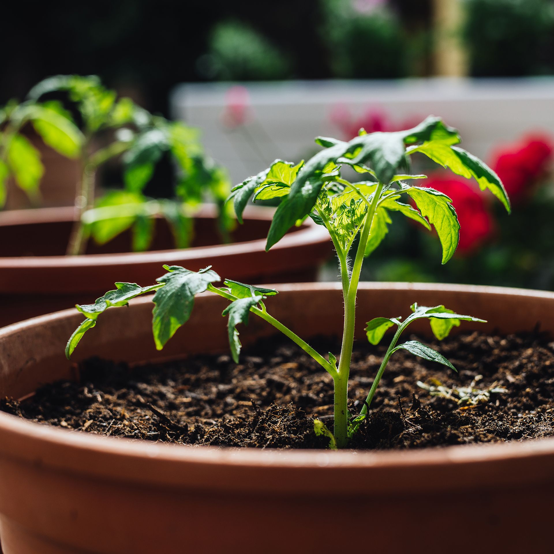 How long do tomatoes take to grow? Your questions answered Ideal Home