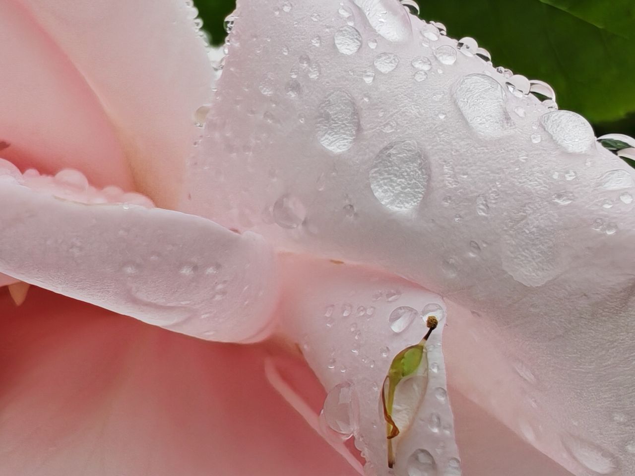 Honor 400 Pro sample images