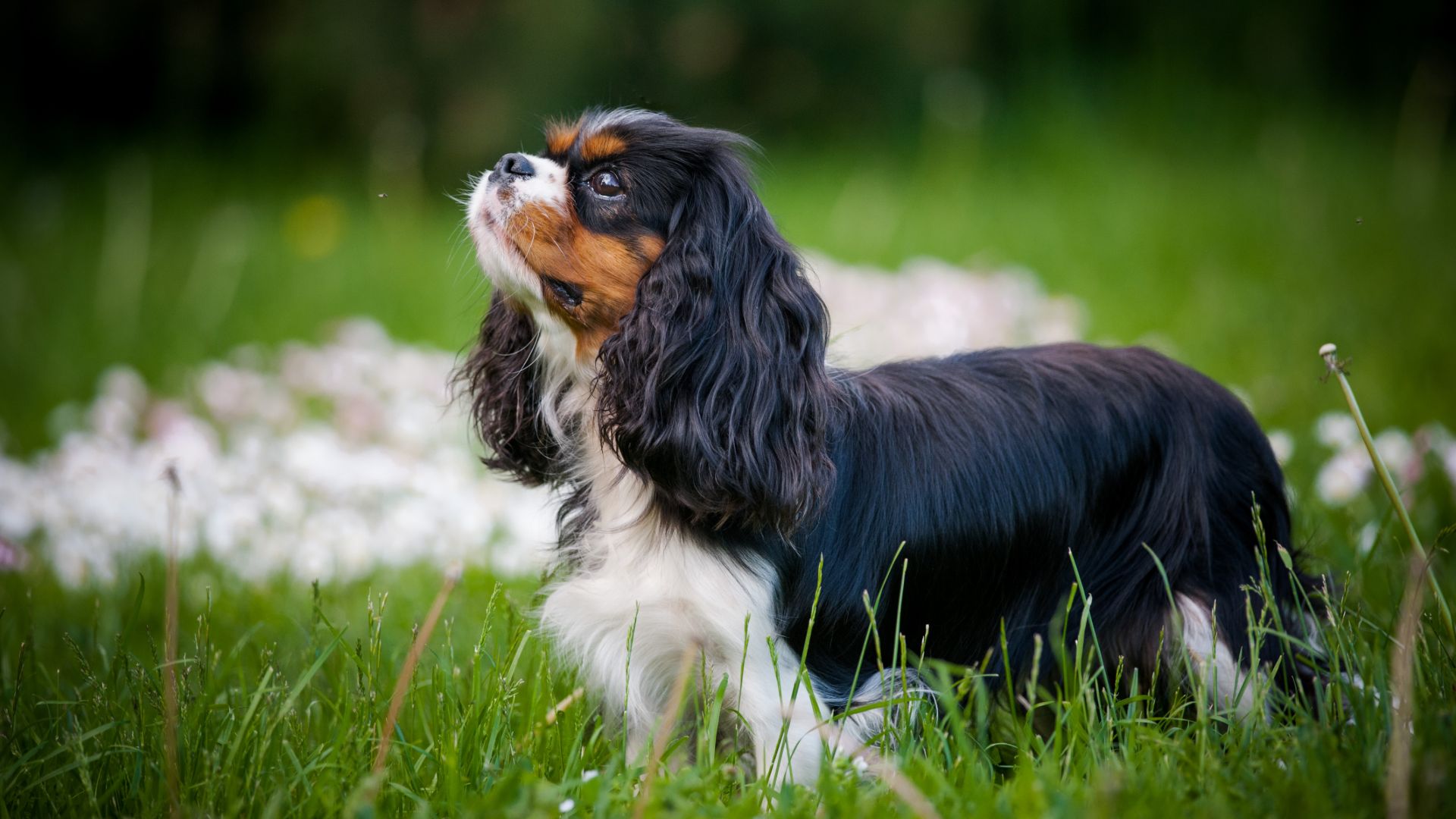 One of the best dog breeds for first time owners, a Cavalier King Charles Spaniel, white tan and black, stands in a flowery lawn