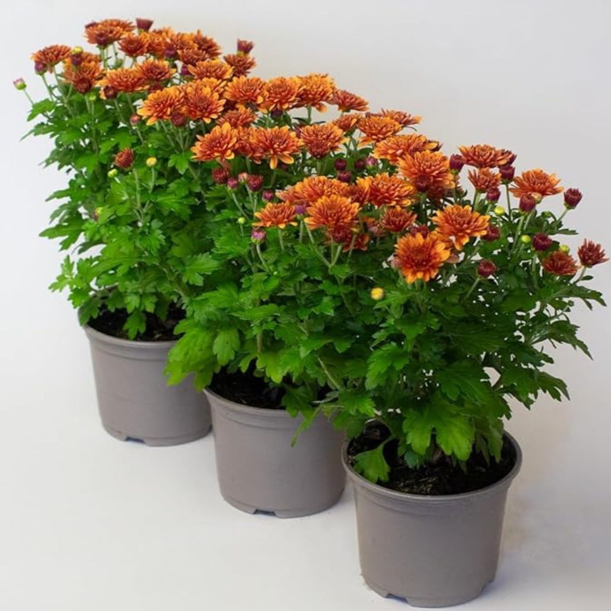 Orange potted mums