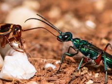 Jewel wasp (Ampulex compressa) leading American cockroach (Periplaneta americana) prey to nest by antennae. ©James Dunbar / Nature Picture Library