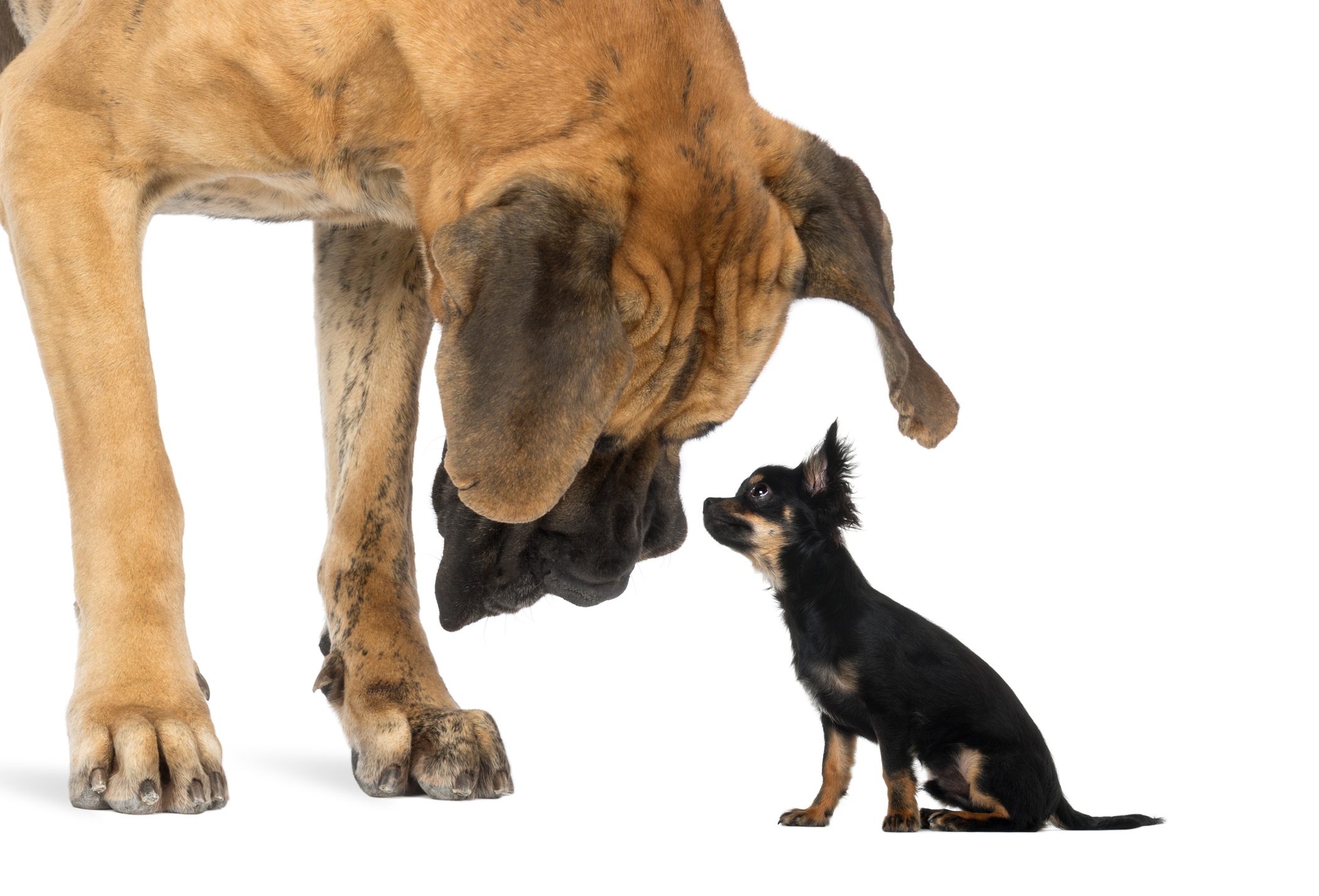 A great dane dog looks at a chihuahua.