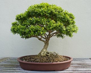 Boxwood bonsai tree on slatted tabletop