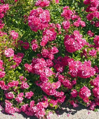 Rosa Flower Carpet