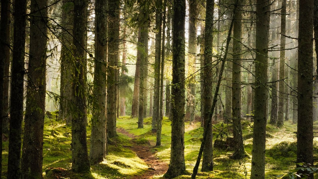 A narrow path through spruce forest in evening light with fog in summer