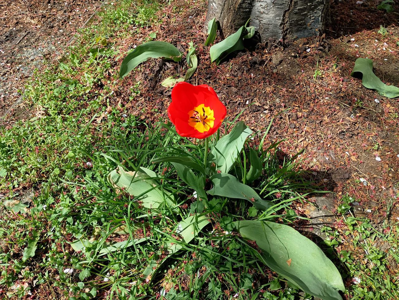 Red tulip
