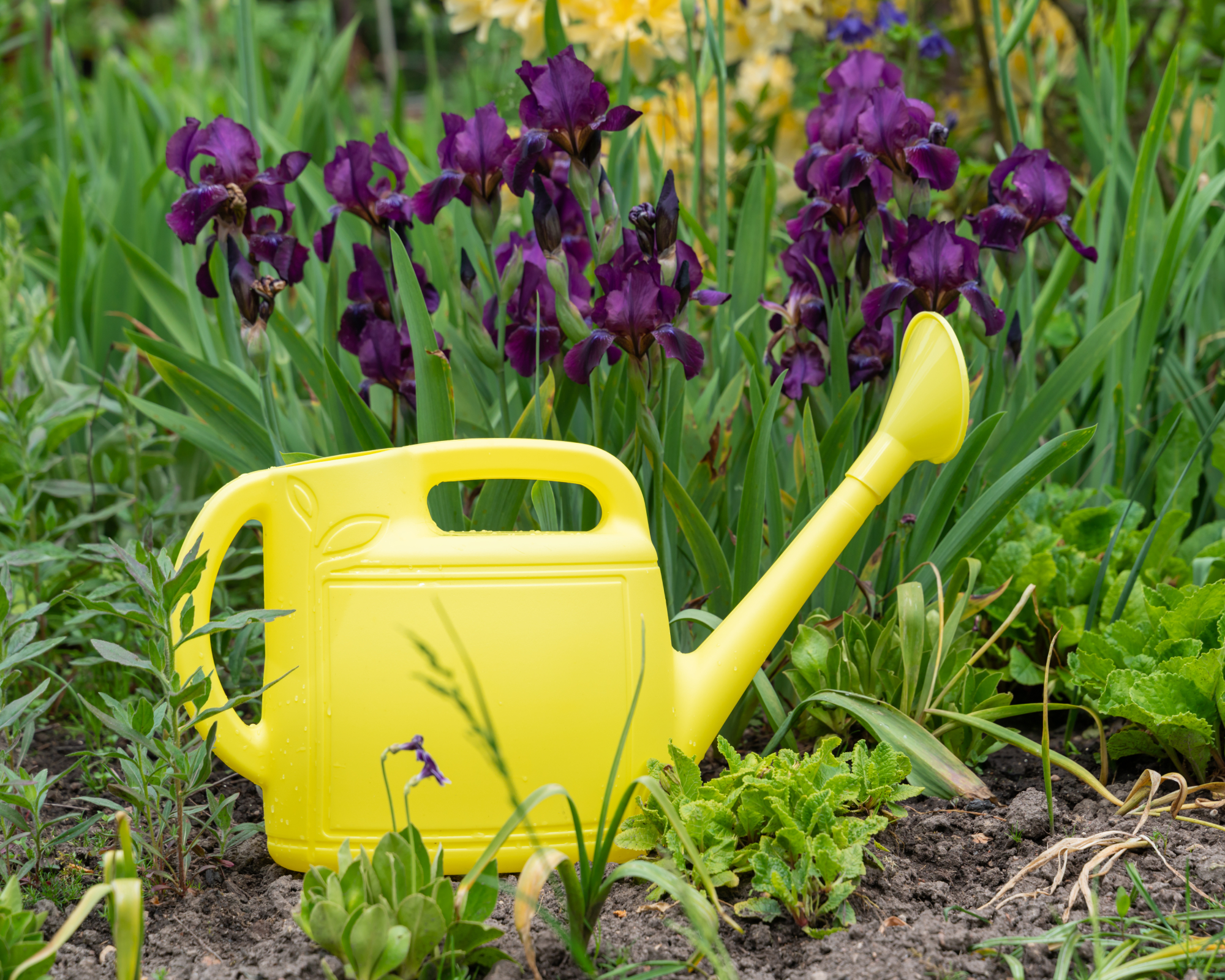 Watering can in iris bed