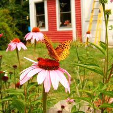 A butterfly lands on a coneflower in a backyard