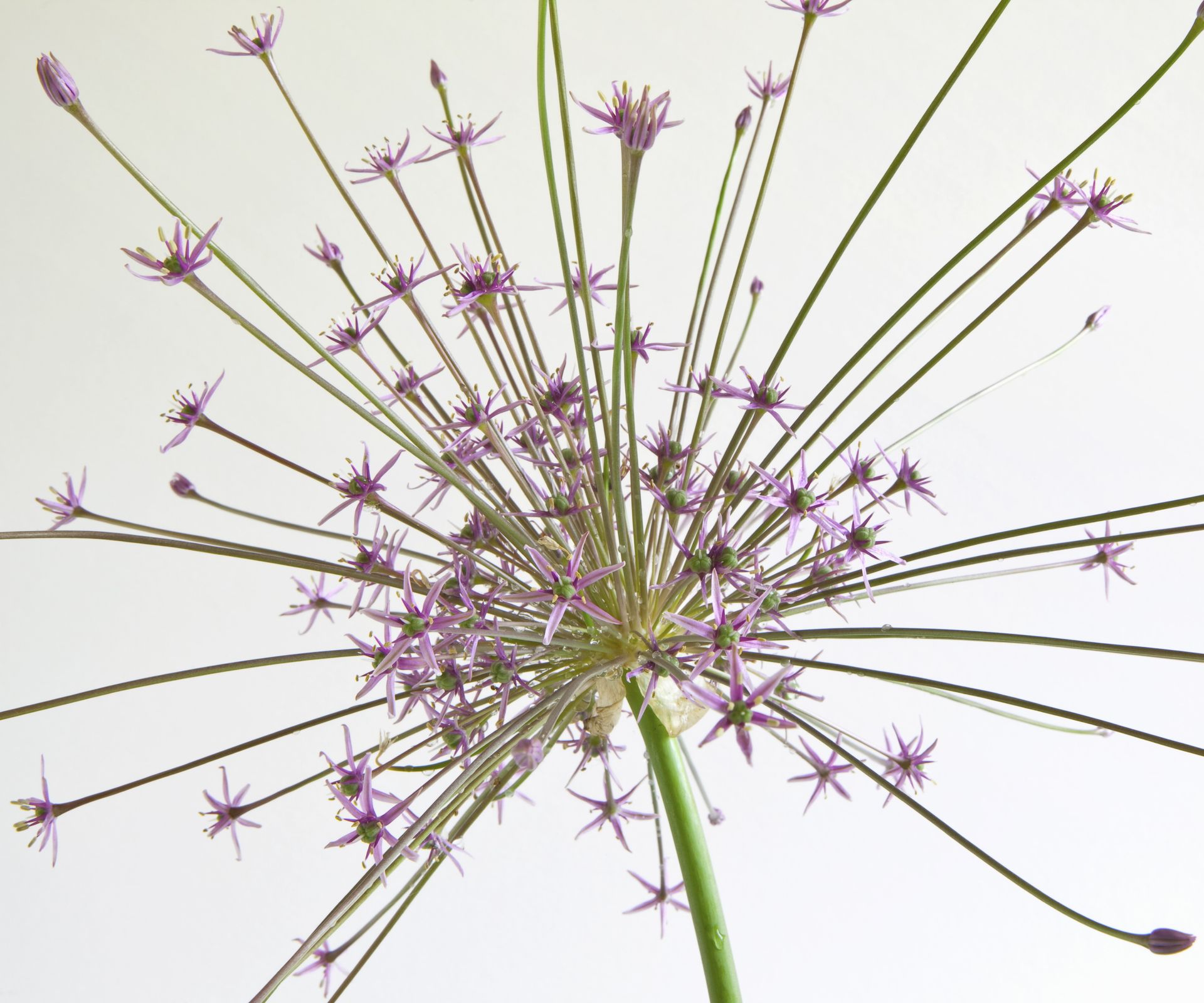 Allium schubertii