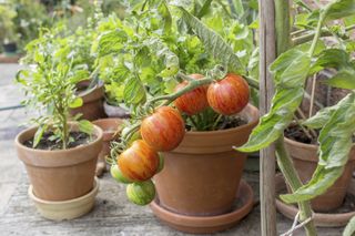 Tomatoes growing in terracotta pots