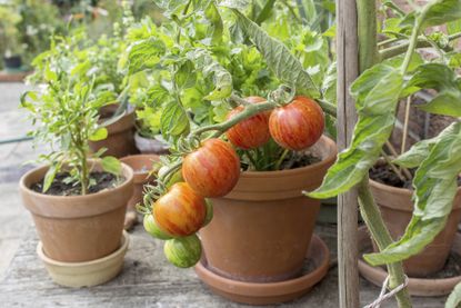 Tomatoes growing in terracotta pot
