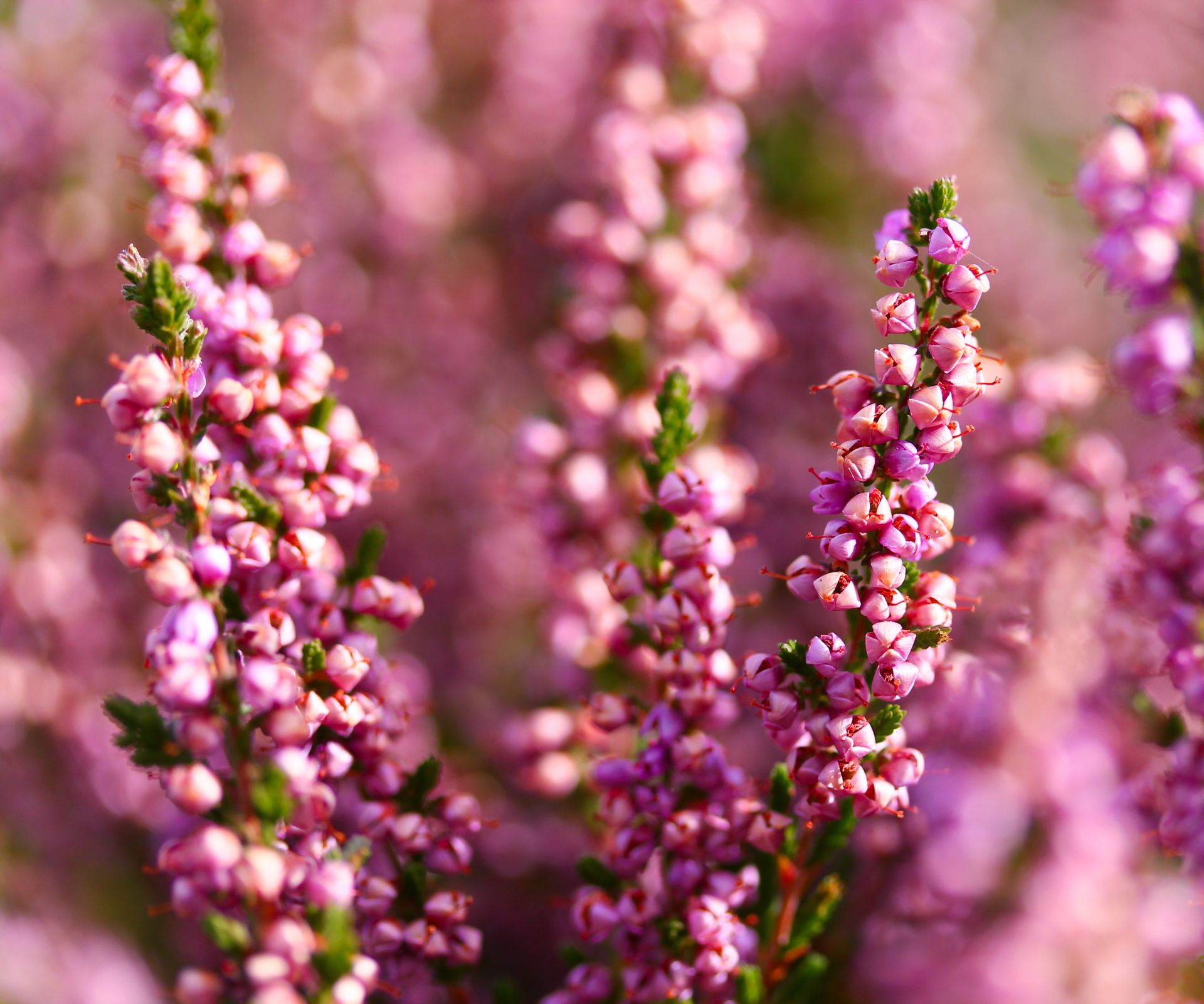 pink heather