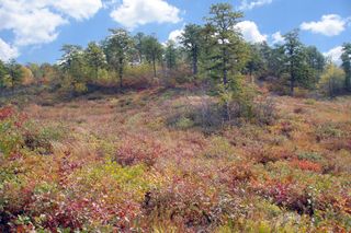 The Albany Pine Bush Preserve in the fall.