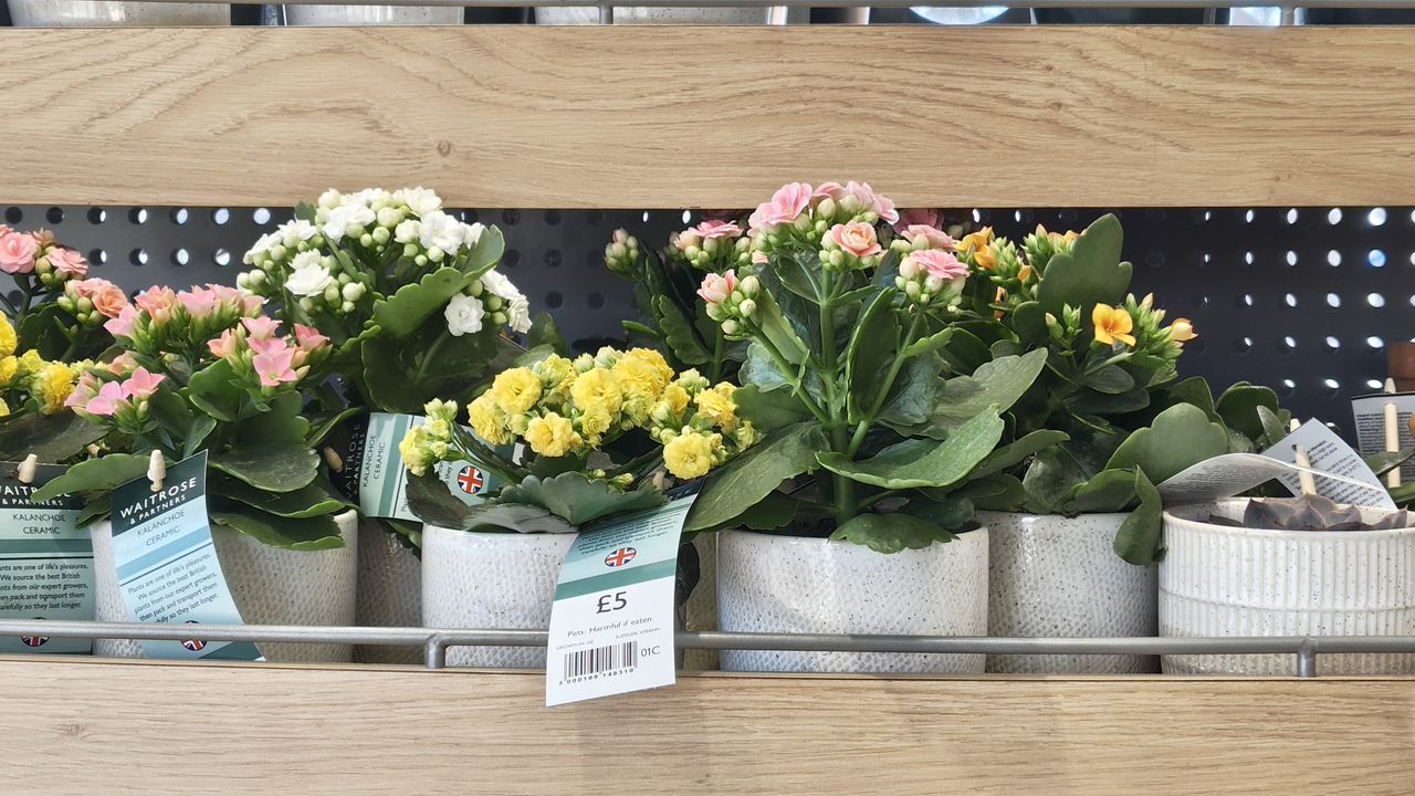Nothing Phone (3a) Pro review camera sample