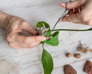 Cutting stem of orchid