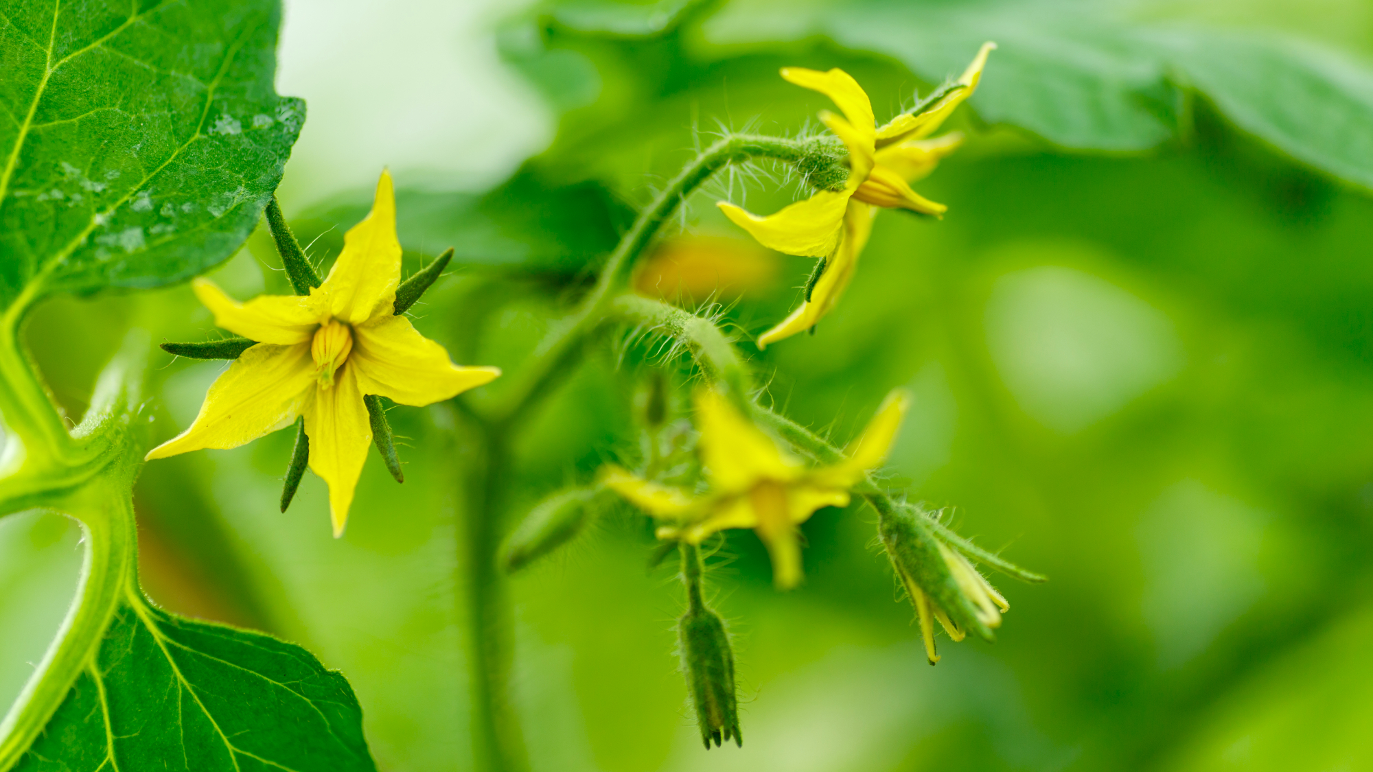 tomato flowers