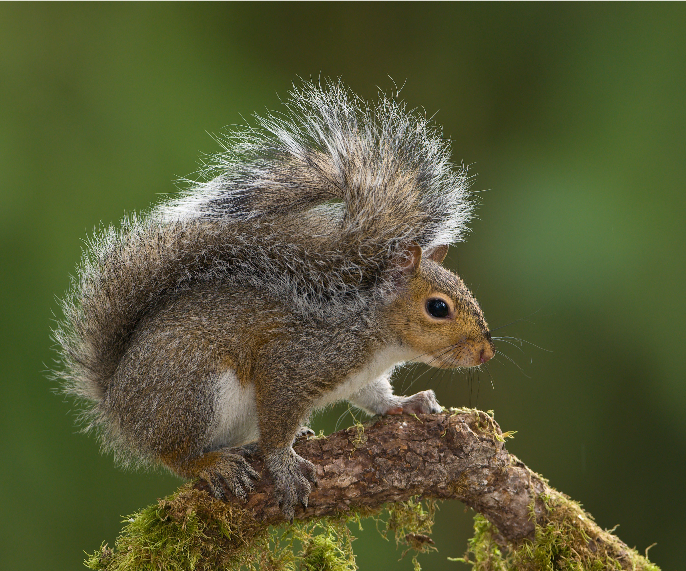 Eastern gray squirrel