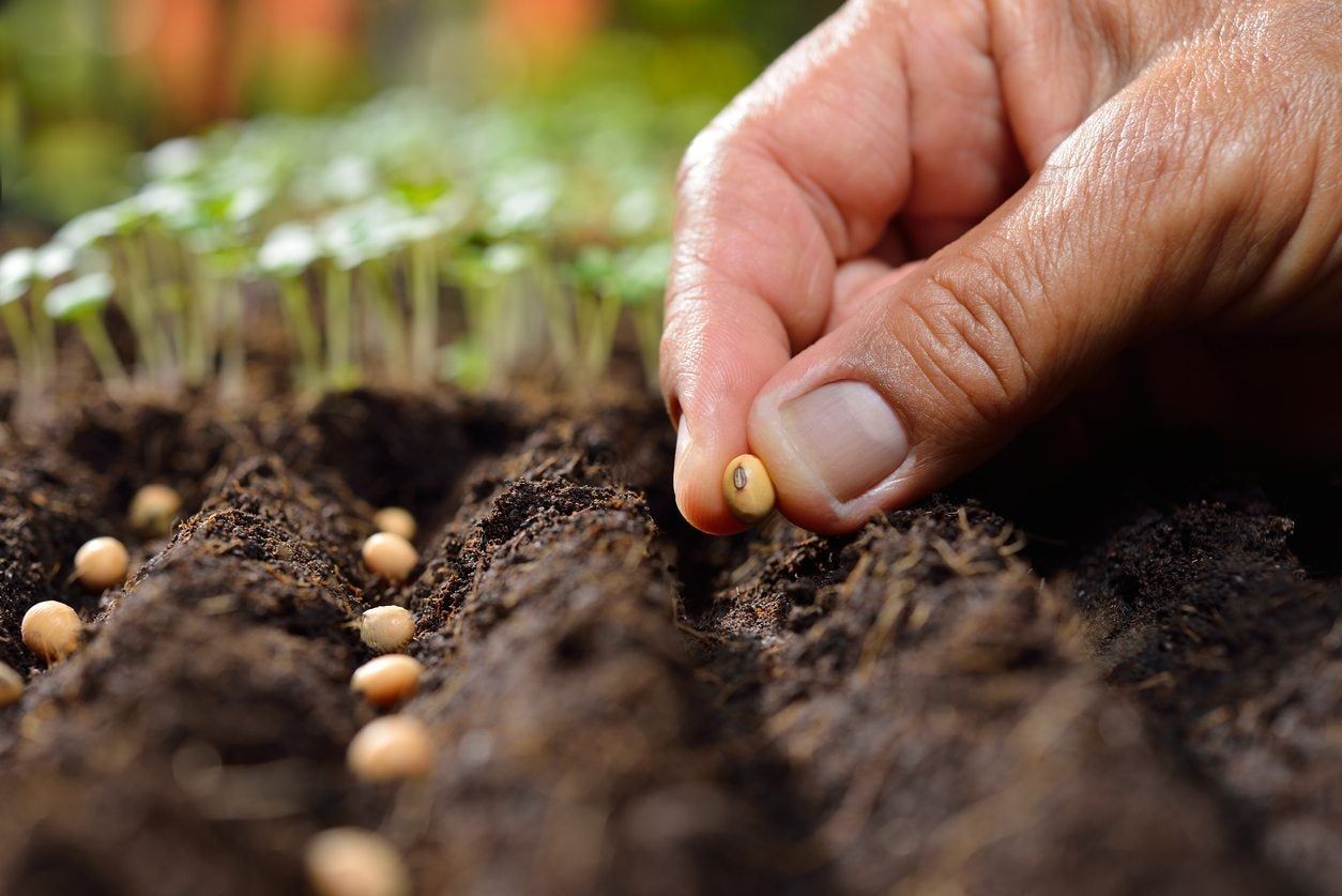 Hand Planting Rows Of Seeds In The Garden