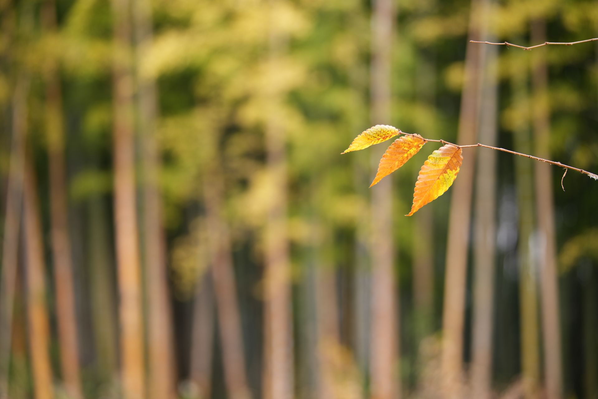 Sample image taken with Sony FE 70-200mm f/2.8 GM OSS II for comparison with the Nikon Z 70-200mm f/2.8 VR S II image