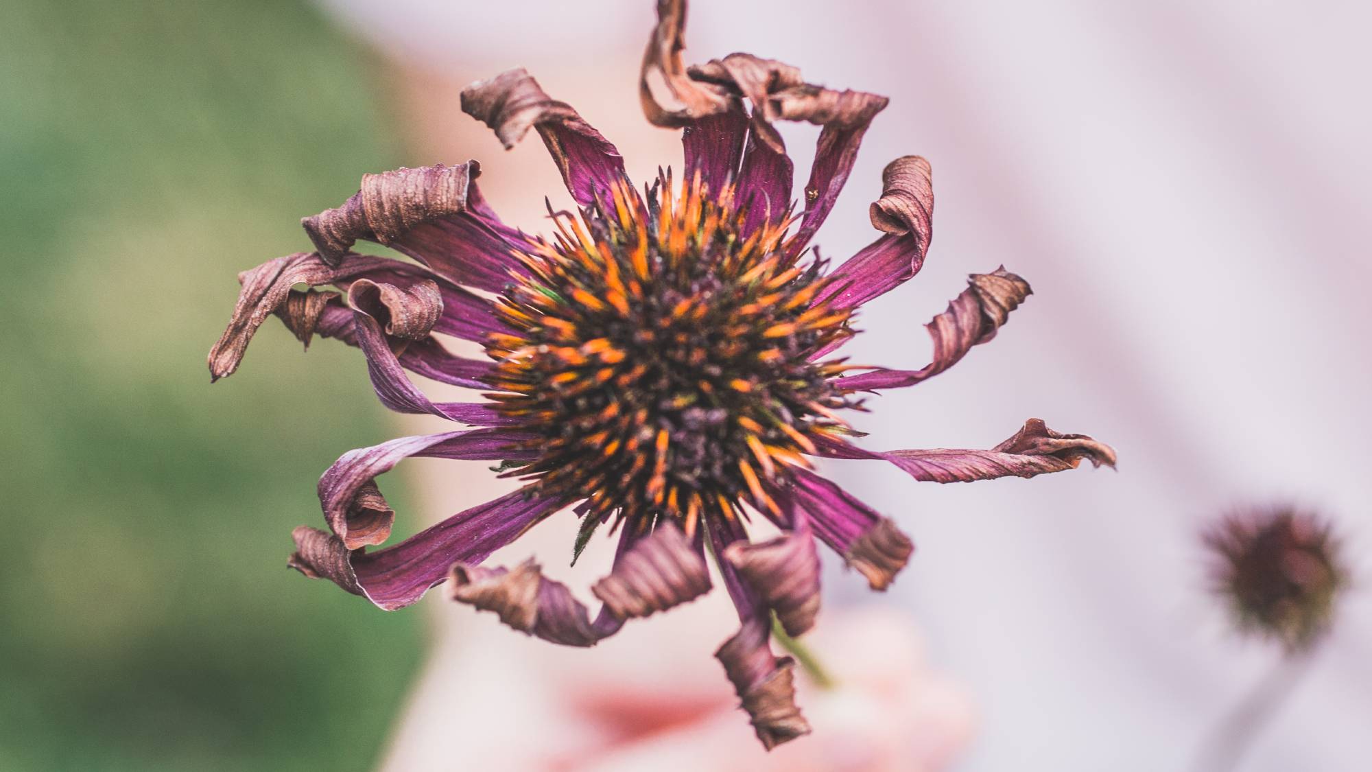 Withered purple echinacea