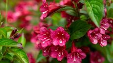Red weigela blooms with green foliage in a garden