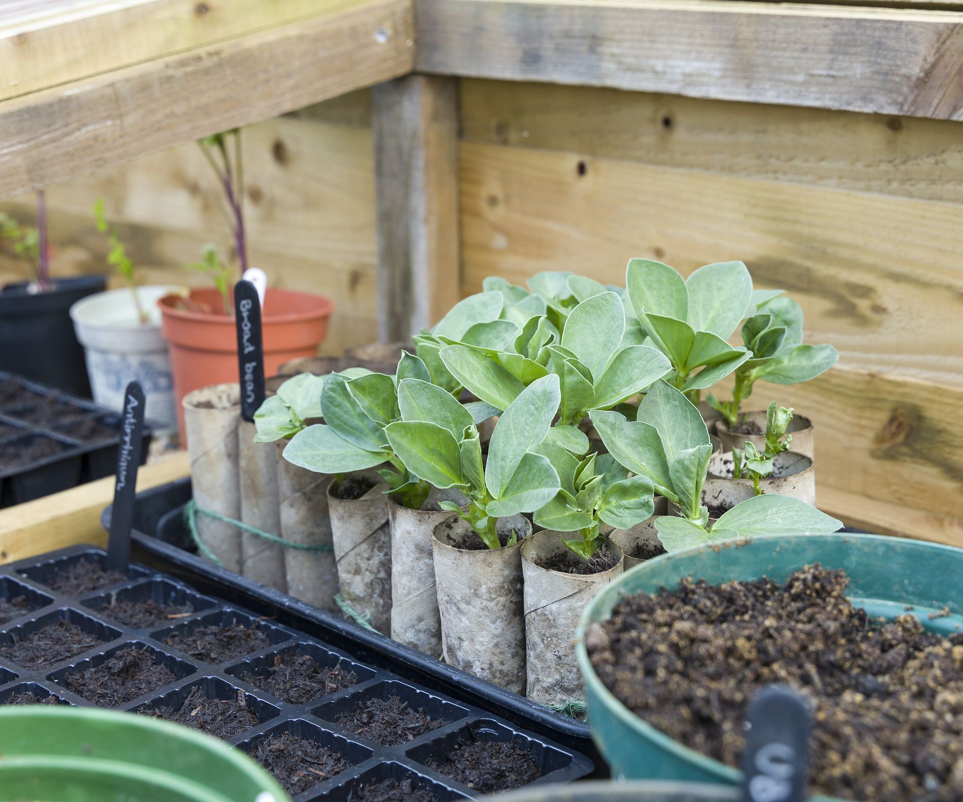 Nasiona wysiewa się w zimnej ramie