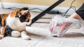 Close up of person's hand cleaning hairball up off carpet as Calico cat watches on