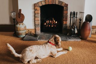 A cockapoo dog looks at a tennis ball in front of an open fire