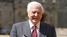 david attenborough on a green background