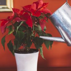 A metal watering can watering a potted poinsettia