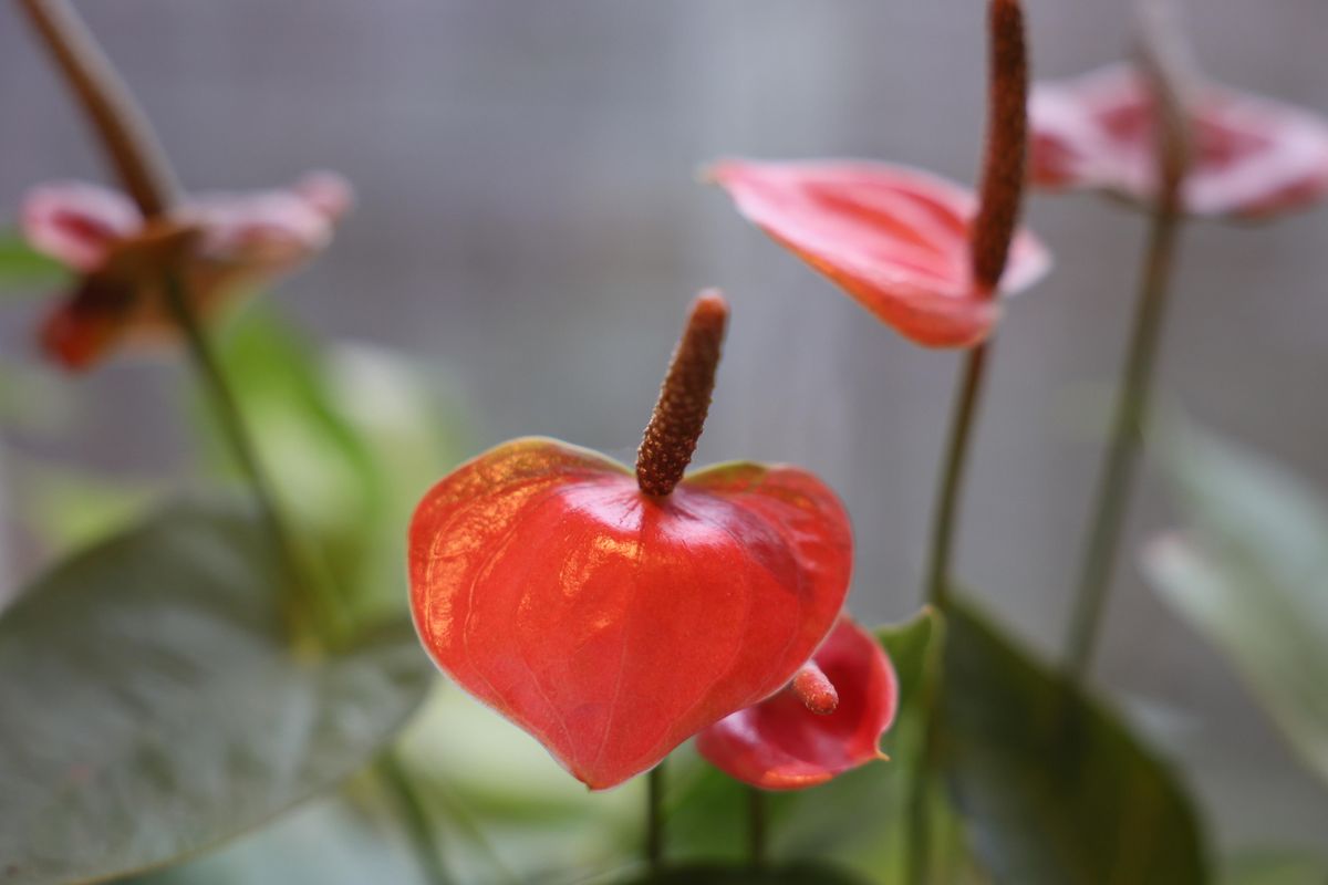 A shot taken with the Canon EOS R6. It shows a red plant