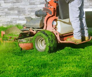 Standing ride-on mower cutting grass