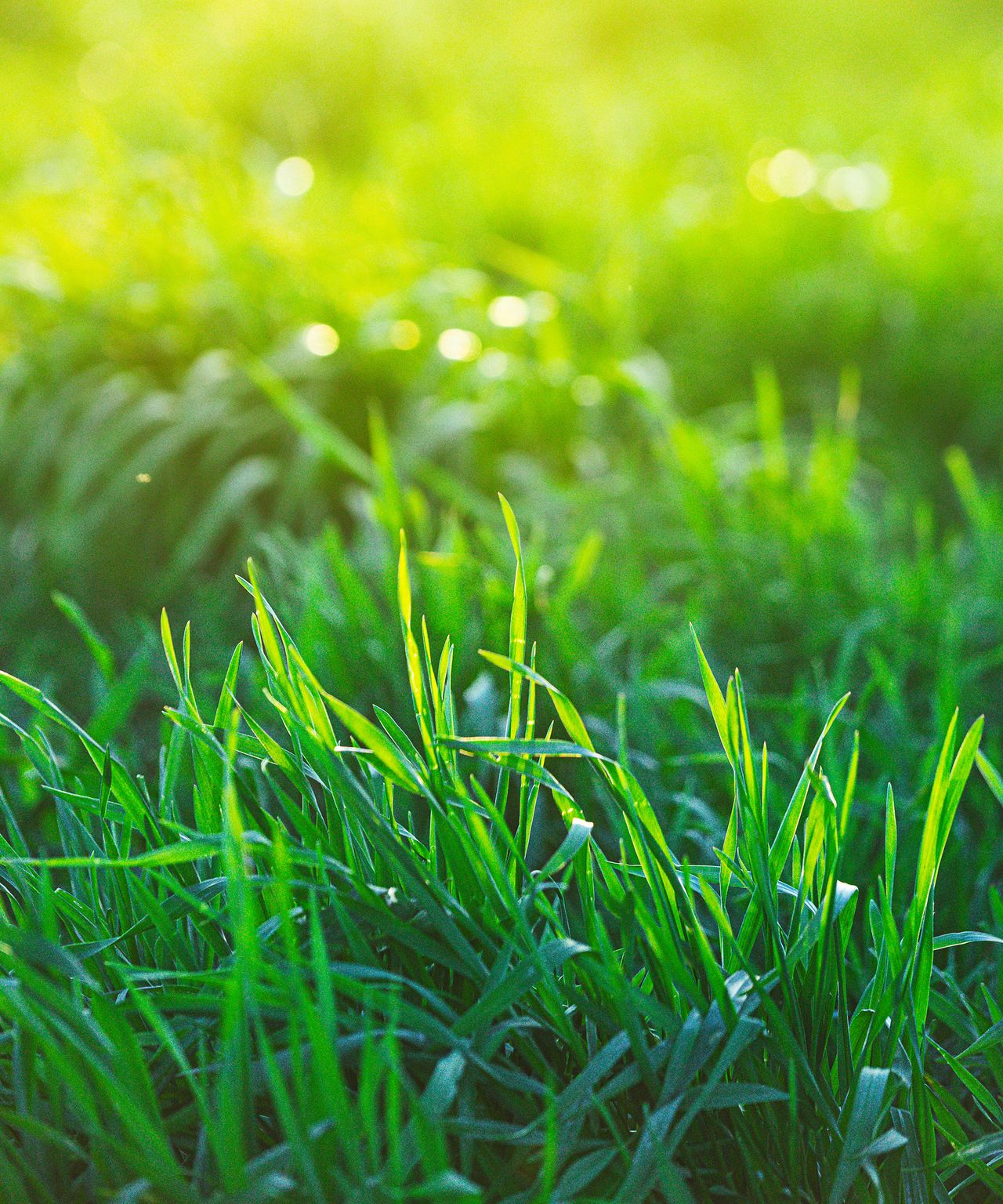 How to cut wet grass tips on mowing a wet lawn safely Homes & Gardens