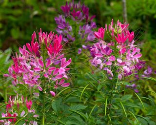 Pink and mauve flowers of Cleome spinosa