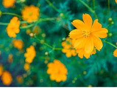 Orange Sulphur Cosmos Flowers