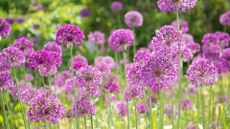 purple alliums in bloom – gardening jobs for May