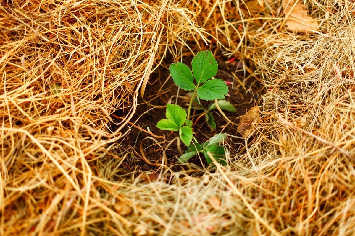 Growing Strawberries, use Straw to protect the fruit. Why we put Straw  around Strawberry plants? 