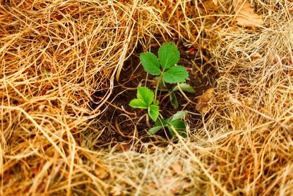 Adding and removing straw mulch for strawberries