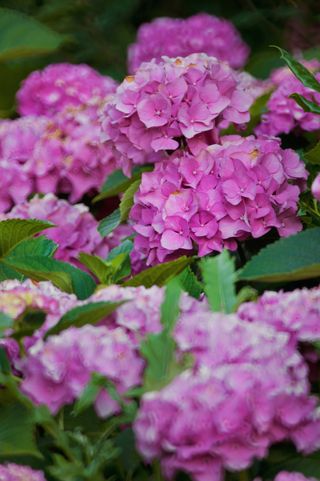 A close-up of a shrub of pink hydrangeas