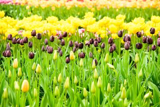 Bedding of colorful spring flowers, Colorful bedded spring flower arrangement with black purple and yellow tulips