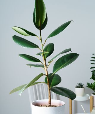 Ficus rubber plant plant in white flower pot on white table on light background.
