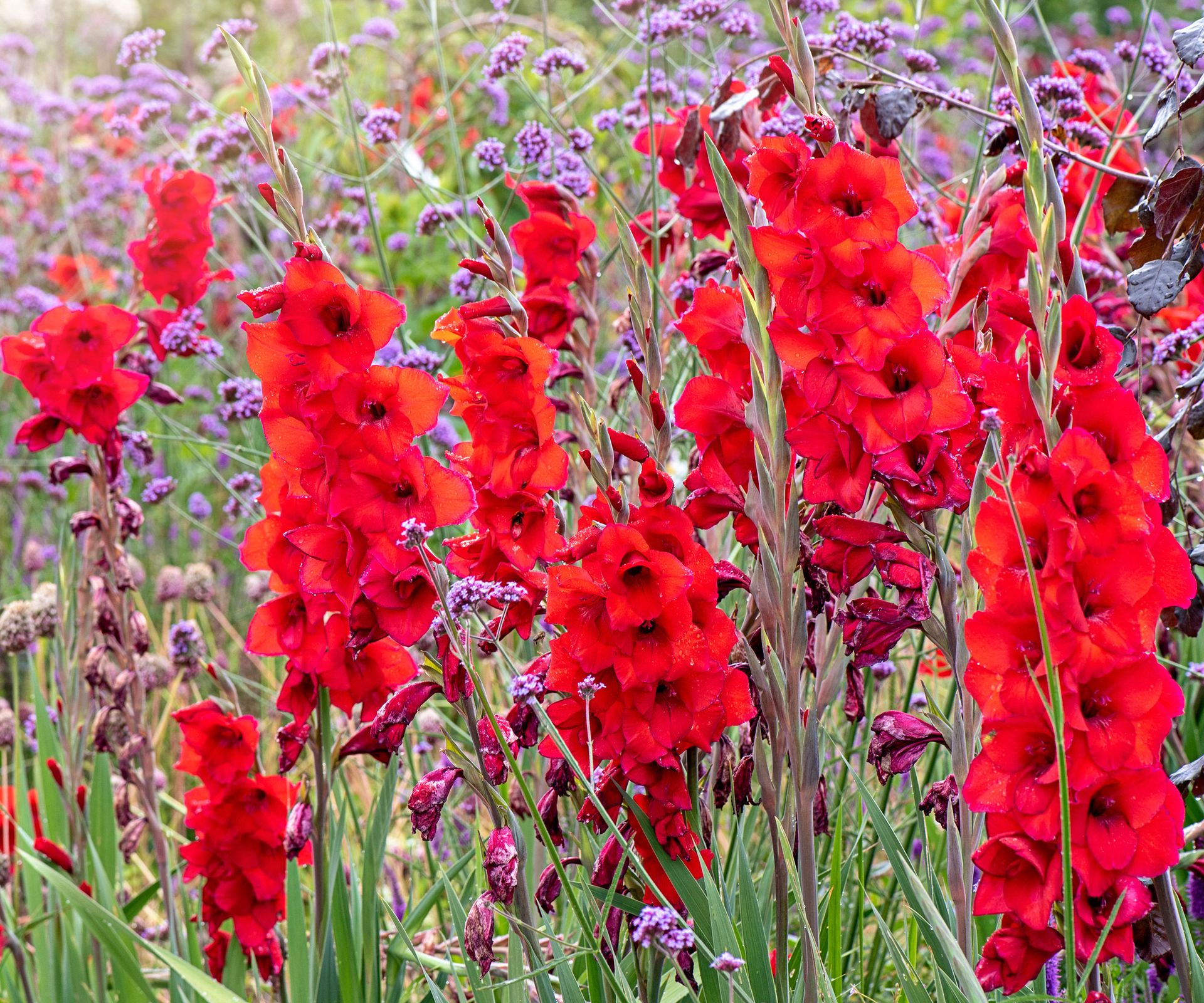 red gladiolus in cut flower garden