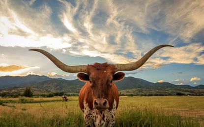 Texas long horn steer in a rural Utah field, USA.