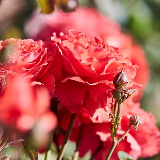 Coral roses growing in the garden