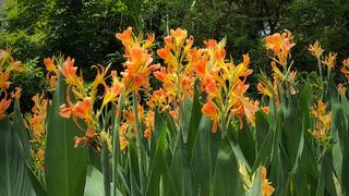 Orange canna lilies