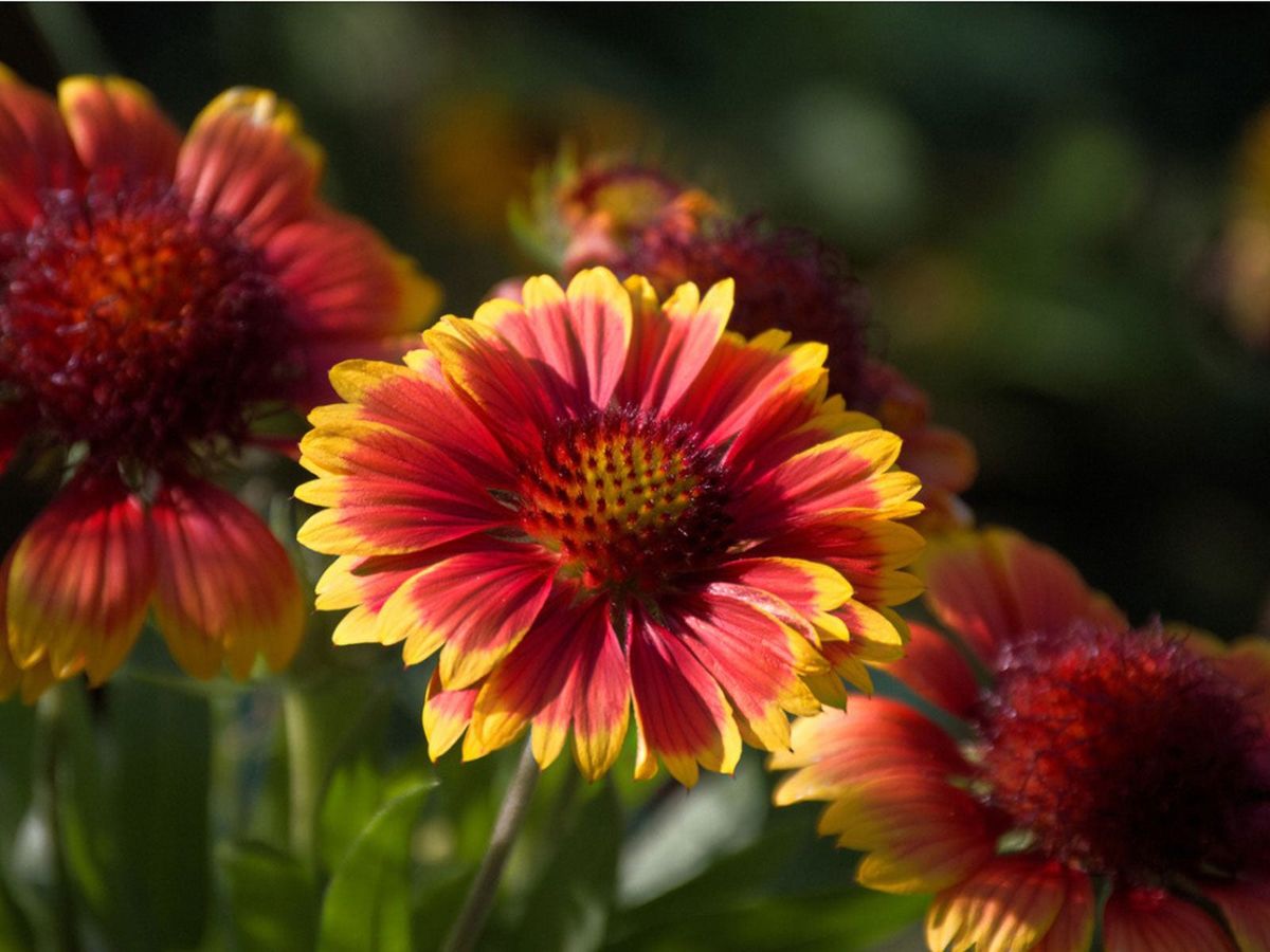 Removing Blooms On Blanket Flower When To Deadhead Blanket Flowers