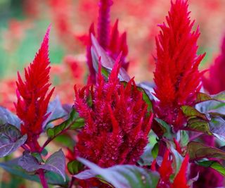 Celosia with red flower