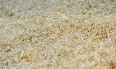 Nedz-Beds-Hay-image-1400x788