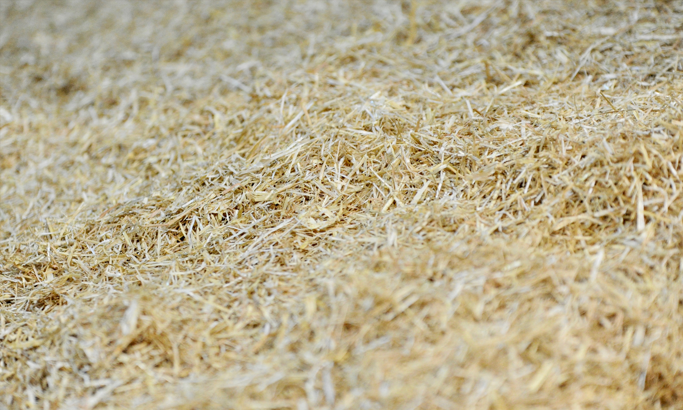 Nedz-Beds-Hay-image-1400x788