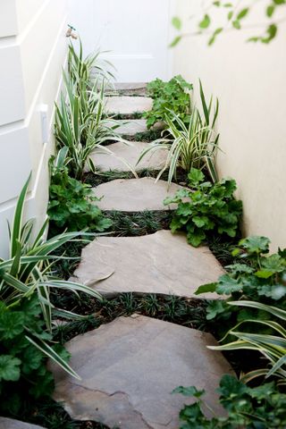 pavers with small low growing plants growing around them